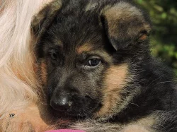 Prodáme štěňata NO s PP- poslední volní pejskové a